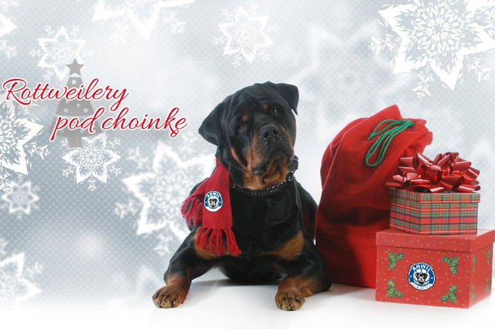Rottweilery pod choinkę