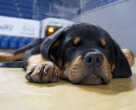 Jak rottweiler z rottweilerem